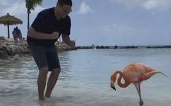 «Розовый фламинго здесь танцевал когда-то»: мужчина станцевал сальсу с необычным партнером на Ренессансе (ВИДЕО)