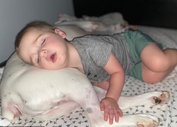 Вот так удобненько будет: двухлетний ребенок каждую ночь перебирается со своей кровати на подстилку пса, чтобы спать рядом с четвероногим другом (ВИДЕО)