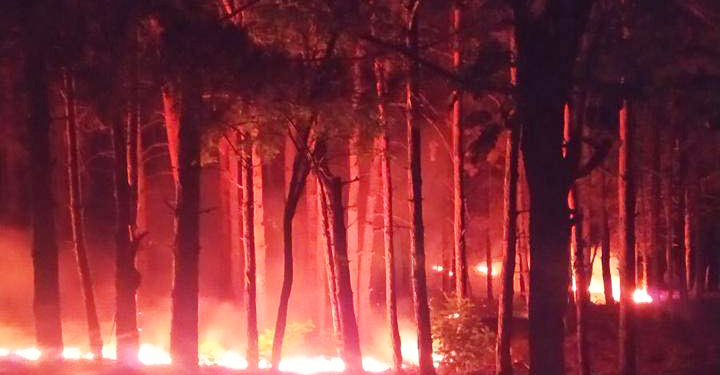 Николаевские спасатели почти 4 часа тушили 1,5 тыс.кв.м хвойной подстилки в Балабановском урочище. Подозревают поджог (ФОТО)