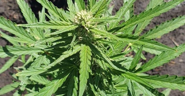 В Новобугском районе Николаевщины уничтожили мини-плантацию конопли, оснащенную поливом и системой контроля (ФОТО)