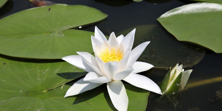 На Тилигульском лимане массово цветут кувшинки (ФОТО)