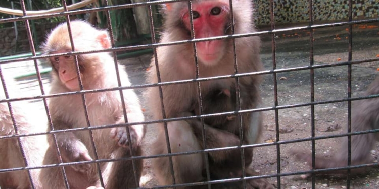 Летний бэби-бум в Николаевский зоопарке: родителями стали обезьяны, змеи, сервалы и другие животные (ФОТО)