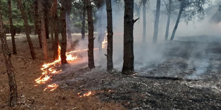 Неизвестные подожгли Балабановский лес (ФОТО)