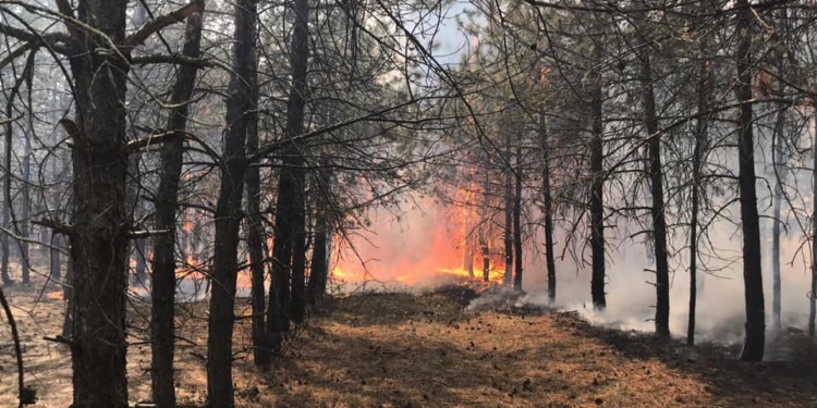 На Николаевщине спасатели несколько часов тушили крупный пожар в Кашперовском урочище (ФОТО)