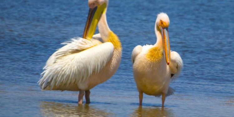 Нацпарк под Одессой приютил 1500 розовых пеликанов (ФОТО)