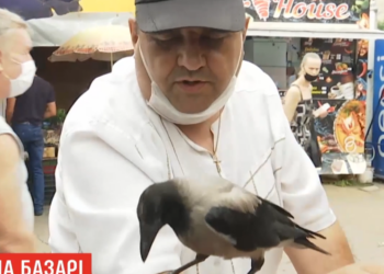 Умный и харизматичный: ворон по имени Кирилл подружился с продавцами киевского рынка (ВИДЕО)