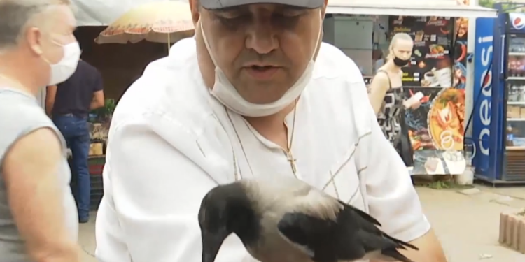 Умный и харизматичный: ворон по имени Кирилл подружился с продавцами киевского рынка (ВИДЕО)