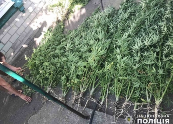 В Первомайске оперативники изъяли у местного жителя более полусотни растений конопли (ФОТО)