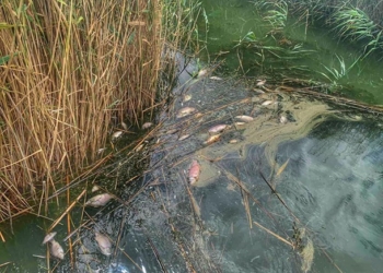 В Одесской области массово погибла рыба на водохранилище