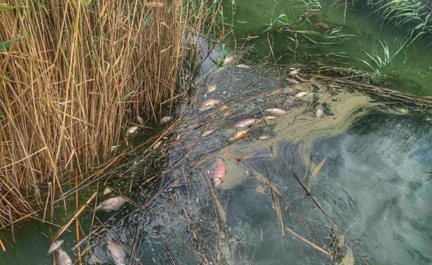 В Одесской области массово погибла рыба на водохранилище
