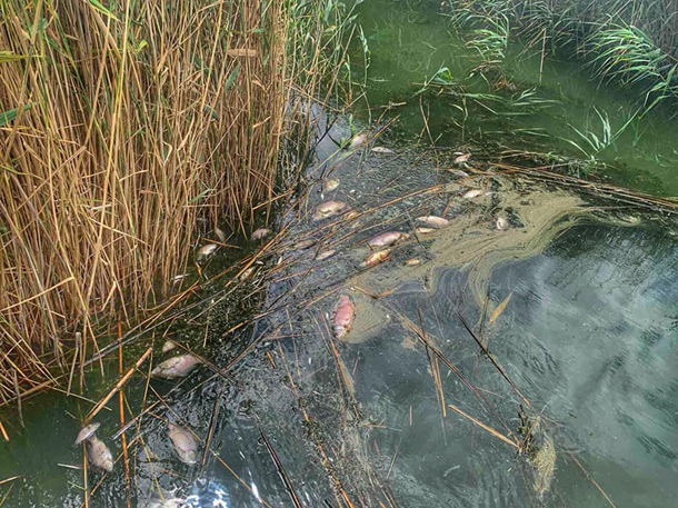 В Одесской области массово погибла рыба на водохранилище 1