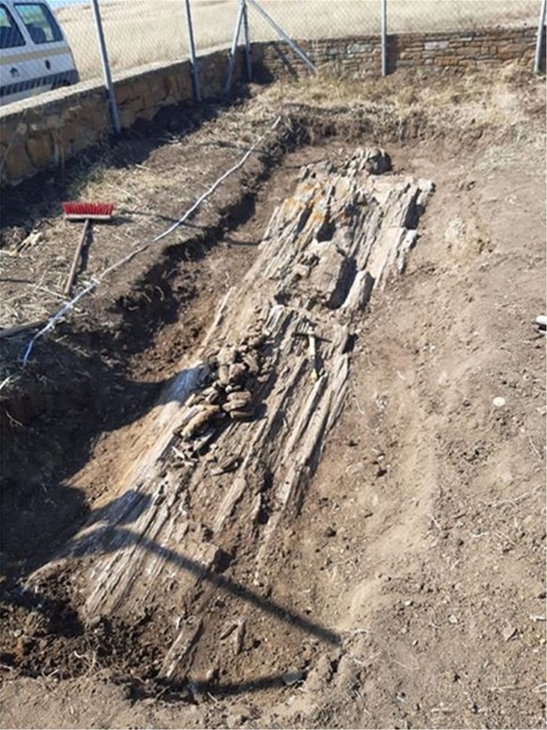 Археологи нашли в Греции дерево возрастом 20 миллионов лет (ФОТО) 3