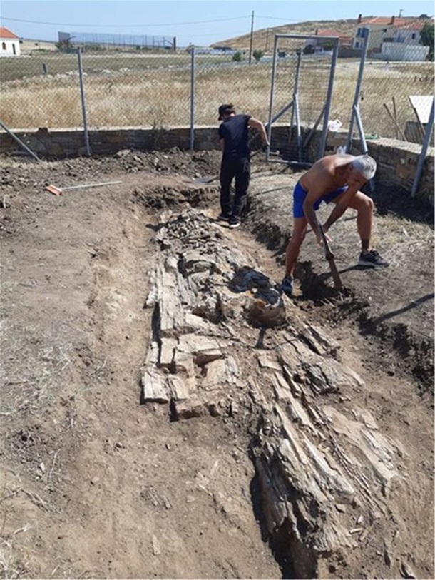 Археологи нашли в Греции дерево возрастом 20 миллионов лет (ФОТО) 5