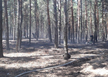 Под Николаевом горел Матвеевский лес (ФОТО)