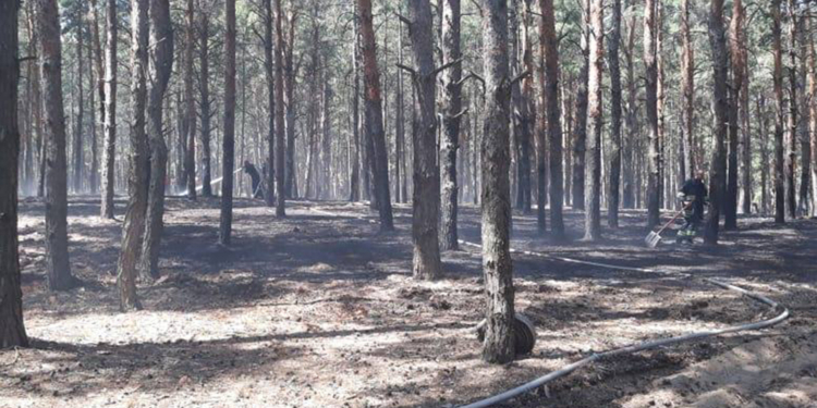 Под Николаевом горел Матвеевский лес (ФОТО)
