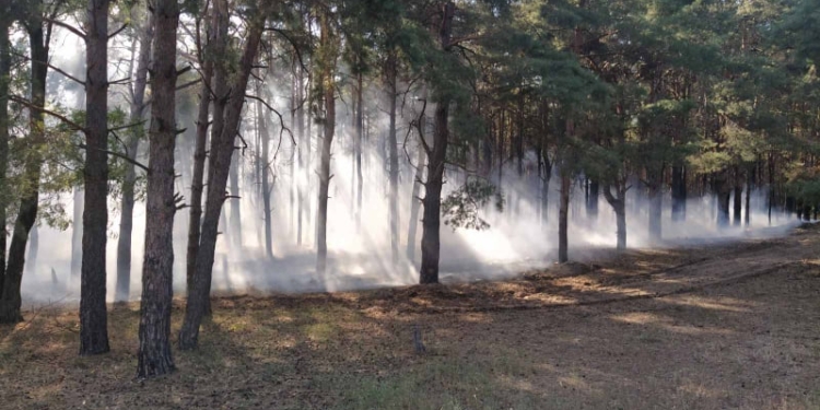 Спасатели тушат второй за день пожар в Матвеевском лесу под Николаевом (ФОТО)