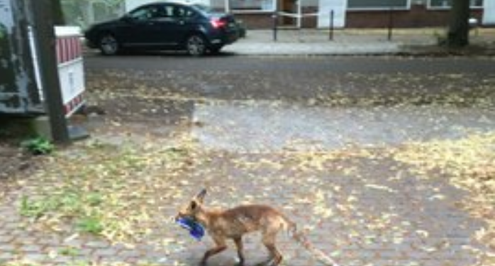 Лиса обворовывала целый район Берлина, в ее запасах нашли сотни кроссовок и ботинок (ФОТО)