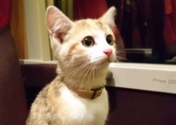 Во Франции потерявшийся котенок вернулся домой на поезде