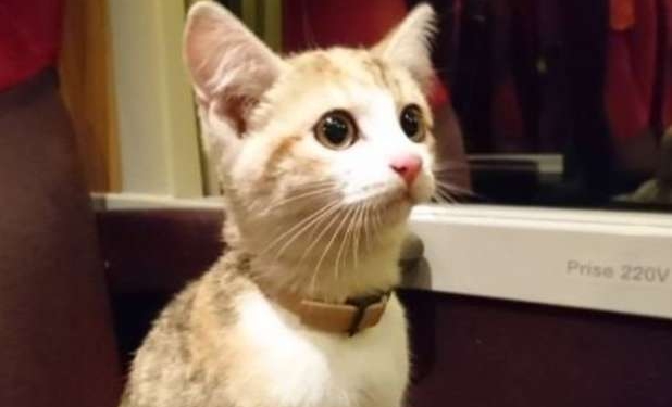 Во Франции потерявшийся котенок вернулся домой на поезде