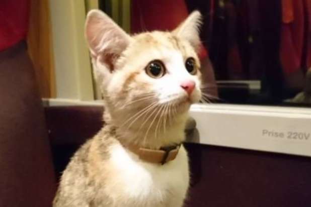 Во Франции потерявшийся котенок вернулся домой на поезде 3