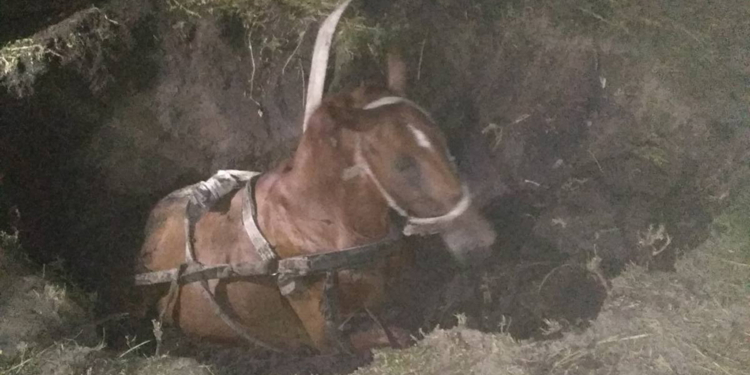 На Николаевщине лошадь упала в заброшенный колодец