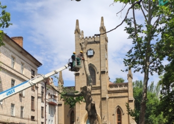 В Николаеве спилили живые многолетние платаны, которые по документам шли как гнилые (ФОТО и ВИДЕО)