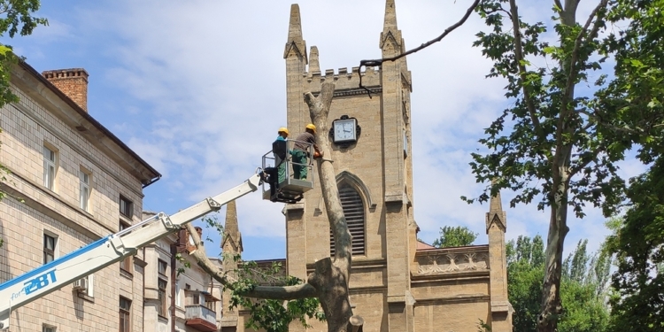 В Николаеве спилили живые многолетние платаны, которые по документам шли как гнилые (ФОТО и ВИДЕО)