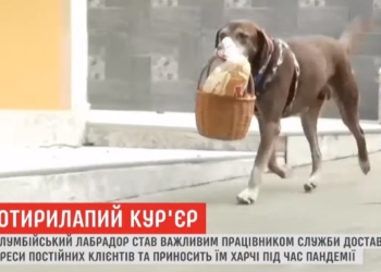 Четвероногий курьер: лабрадор по имени Эрос стал работником службы доставки