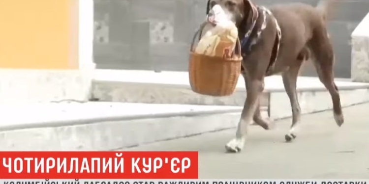 Четвероногий курьер: лабрадор по имени Эрос стал работником службы доставки