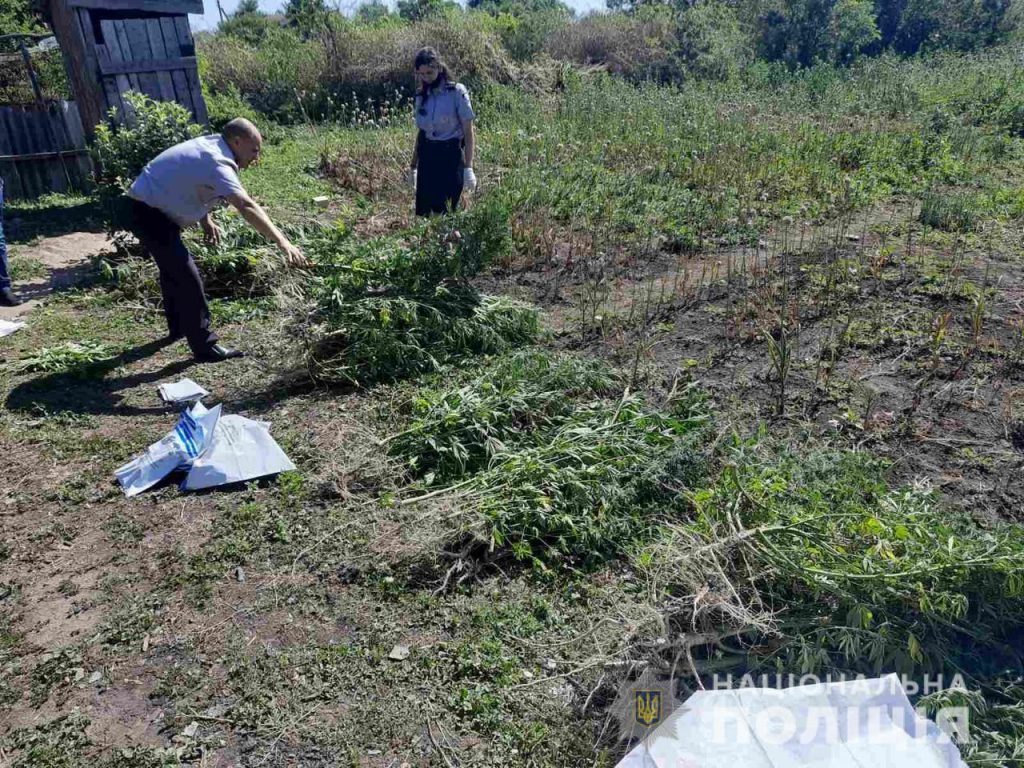 В Арбузинском районе на огороде выращивали десятки кустов элитной конопли 1