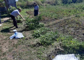 В Арбузинском районе на огороде выращивали десятки кустов элитной конопли
