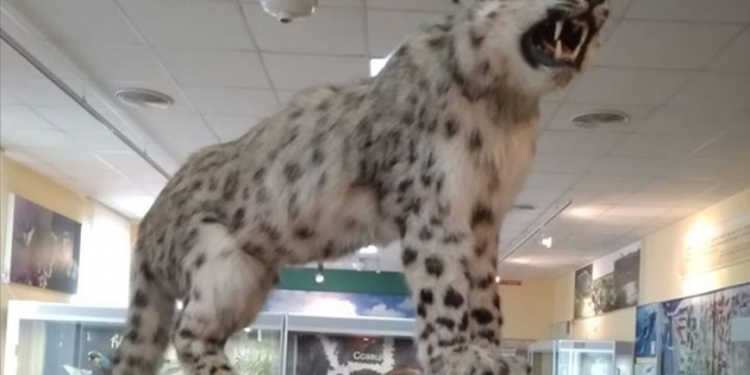 В Николаевском музее выставили чучело снежного барса, которого  отравили в местном зоопарке