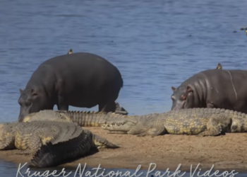 Подвинься: пара детенышей бегемотов дерзко вторглась на пляж с крокодилами (ВИДЕО)