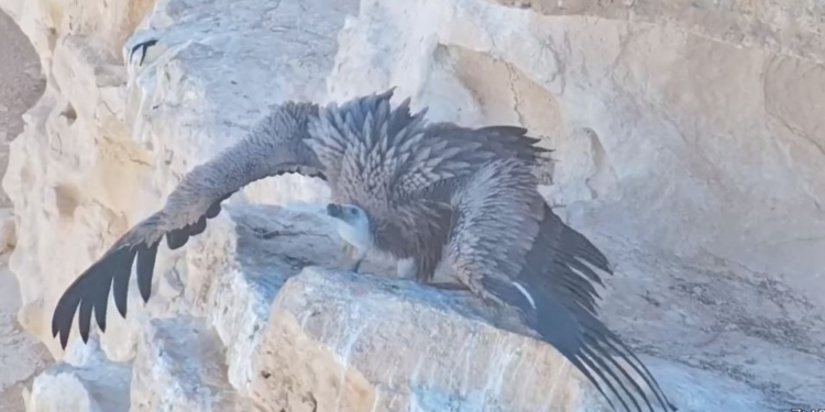 В Израиле военные помогли вырастить в горах хищного грифа с помощью мультикоптера (ВИДЕО)