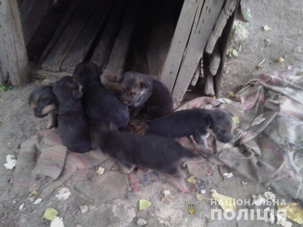 На Николаевщине мужчина украл 6 щенков и мопед, теперь ему грозит 8 лет тюрьмы (ФОТО) 1