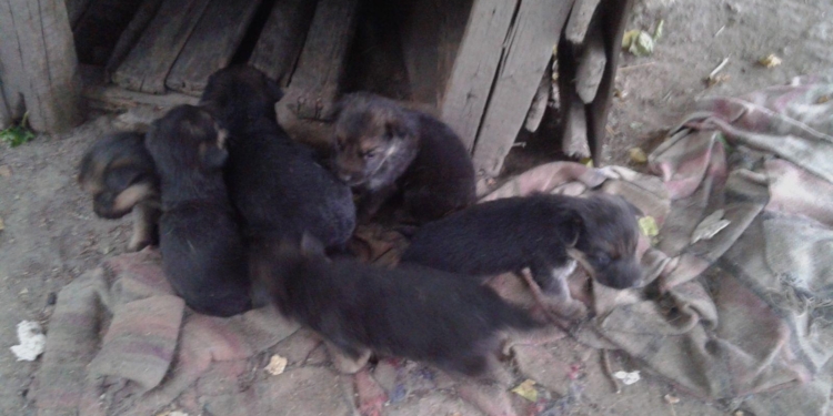 На Николаевщине мужчина украл 6 щенков и мопед, теперь ему грозит 8 лет тюрьмы (ФОТО)