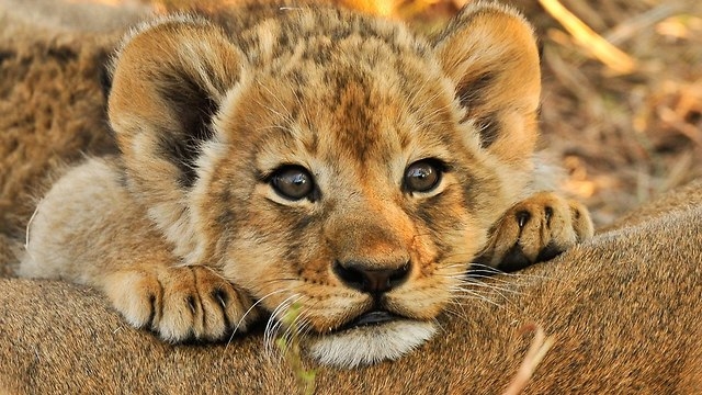 Львенка, с которым развекались в ночном клубе Одессы, готовят к отправке в Африку (ВИДЕО)