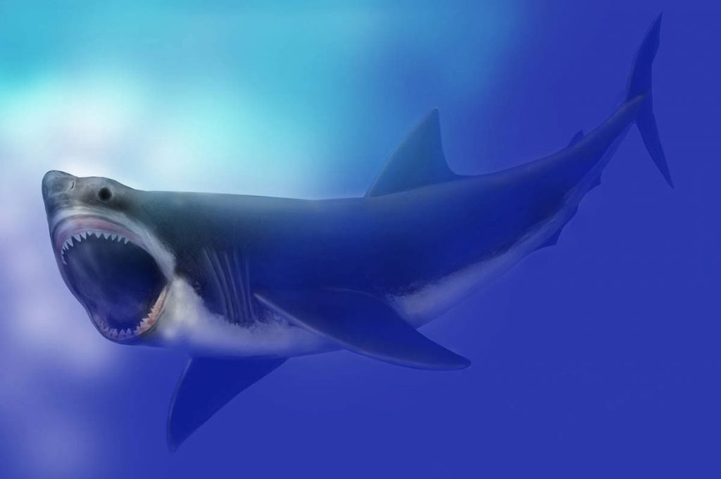 Кто мечтал сфотографироваться в пасти гигантской доисторической акулы? Вам в Николаевский зоопарк (ФОТО) 3