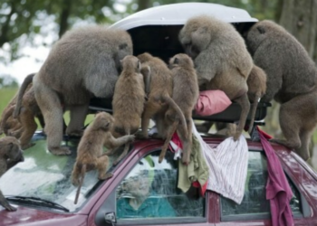Стая вооруженных ножами и пилами бабуинов разбивает автомобили в Англии