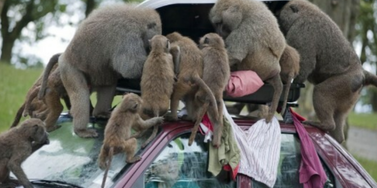 Стая вооруженных ножами и пилами бабуинов разбивает автомобили в Англии