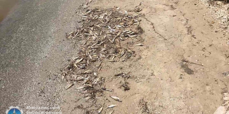 15 бычков на 1 кв.м: под Николаевом на Бугском лимане зафиксирован замор рыбы (ФОТО)