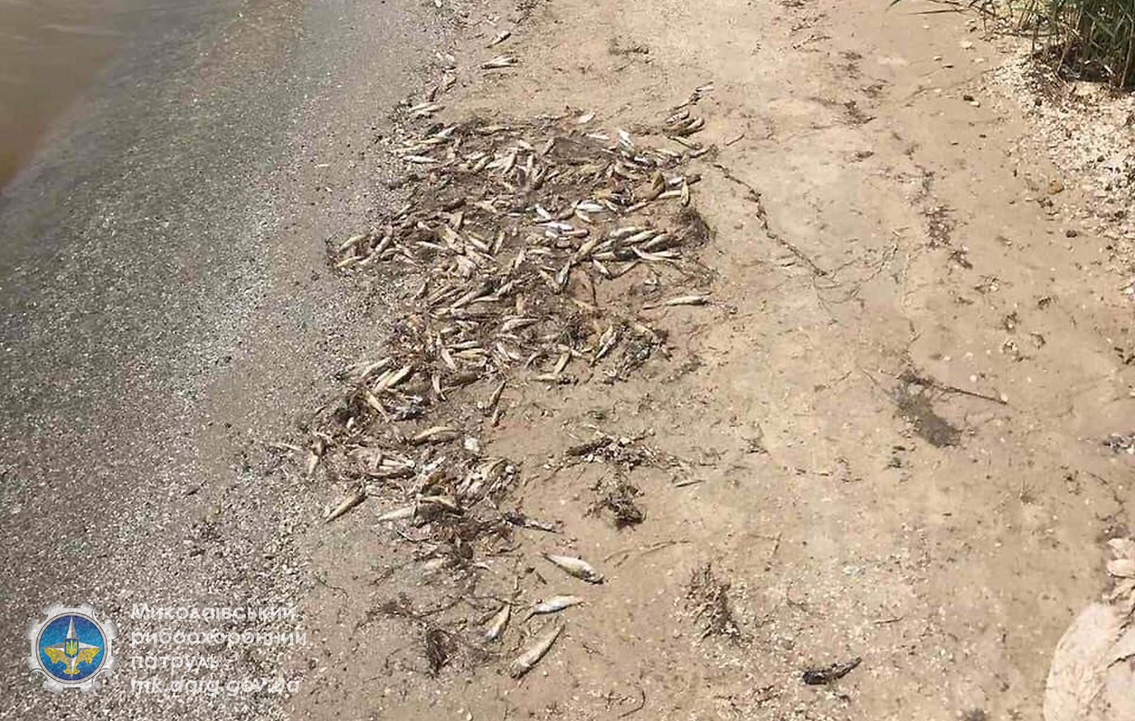 15 бычков на 1 кв.м: под Николаевом на Бугском лимане зафиксирован замор рыбы (ФОТО)