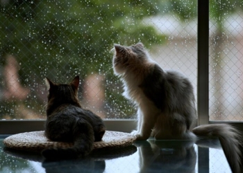 Завтра в Украине кратковременные дожди, температура до +33