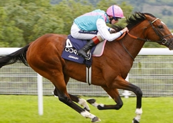 Передумал: молодой жеребец уверенно лидировал на скачках, но перед  финишем ушел домой