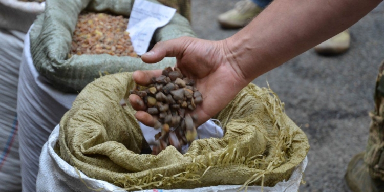 Впервые в Украине выдали лицензию на легальную добычу янтаря в Ровенской области