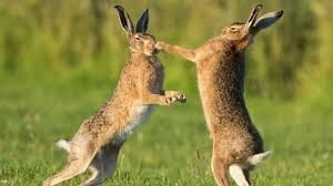 Пара зайцев подралась на дороге, игнорируя попытки людей помешать поединку (ВИДЕО)