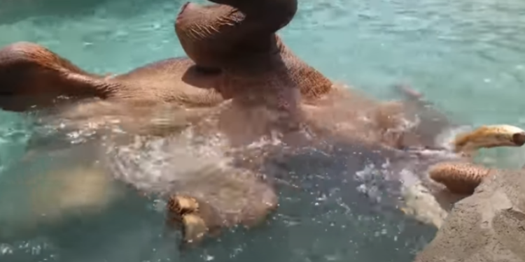 В зоопарке слон уснул под водой (ВИДЕО)
