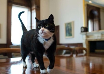 Из ненашей жизни: главный мышелов МИД Великобритании Палмерстон уходит на пенсию (ВИДЕО)