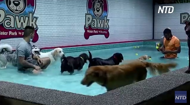 Остается только позавидовать. В Дубае открыли бассейн для собак (ВИДЕО)