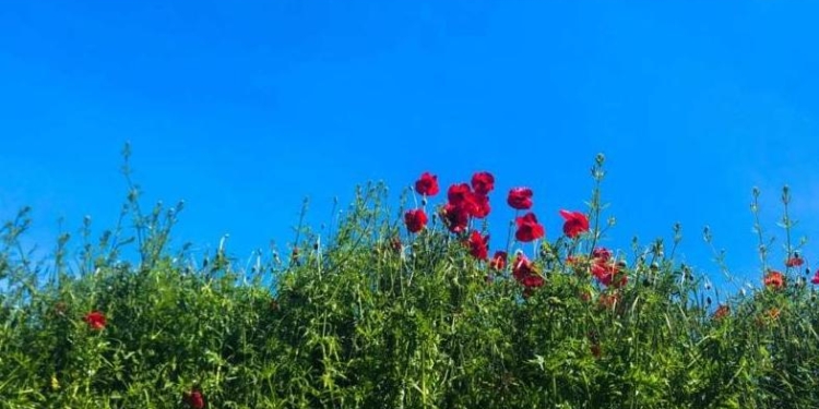 В словацком городе решили не стричь газоны – ради биоразнообразия